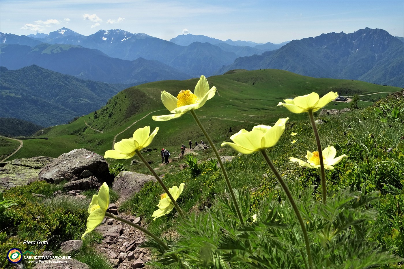 21 Fiori di pulsatilla alpina sulfurea con vista sui Piani dell'Avaro.JPG